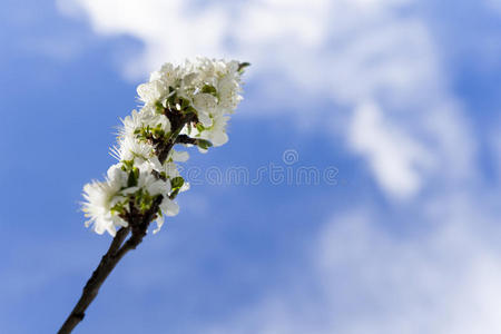 梅花栖白花