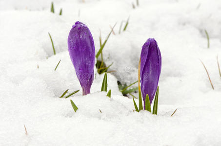 番红花，藏红花，紫罗兰，春花，雪