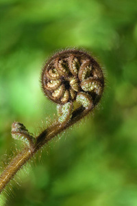 新西兰标志性的蕨菜