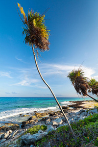 加勒比海滩上的棕榈树