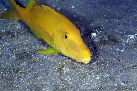 红山羊红海中的黄鞍山羊角鱼.照片