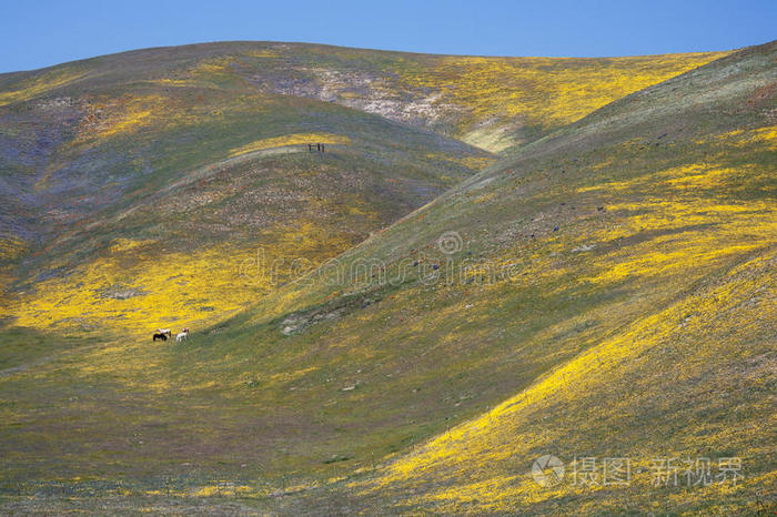 加州的野花野马和野山