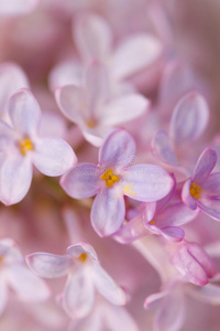 丁香花