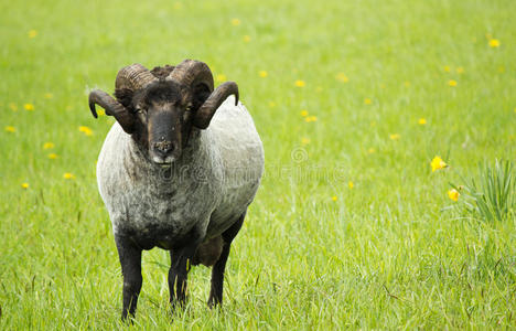 草地上的黑公羊照片