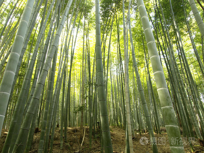 关西 生长 拍摄 日本人 分支 日本 树林 粘贴 花园 竹子