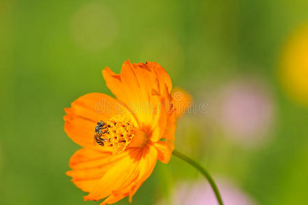 蜜蜂从雏菊中采集花蜜
