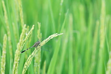 米饭上的蜻蜓特写