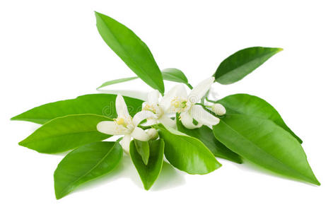 橙花图片 橙花素材 橙花插画 摄图新视界