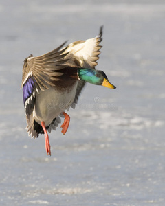 飞行中的雄性木鸭鸭式楼梯平台绿头鸭(anas platyrhynchos)德雷克野鸭