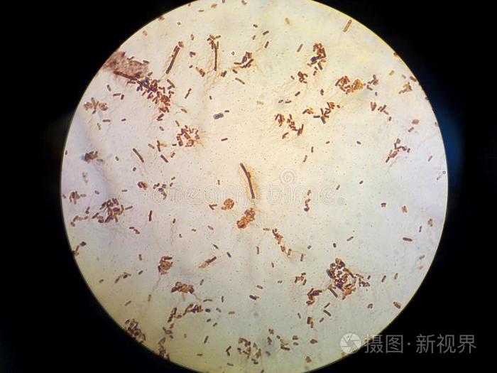 细菌鞭毛大肠杆菌