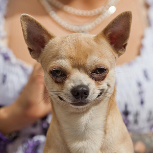 滑稽的吉娃娃狗照片