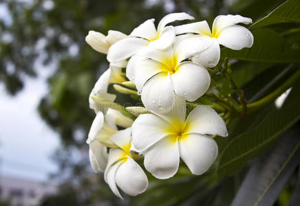 热带花鸡蛋花的分支