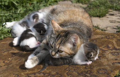 猫妈妈和孩子们照片