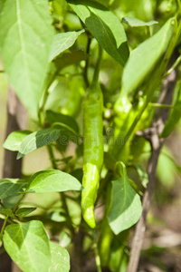 胡椒植物