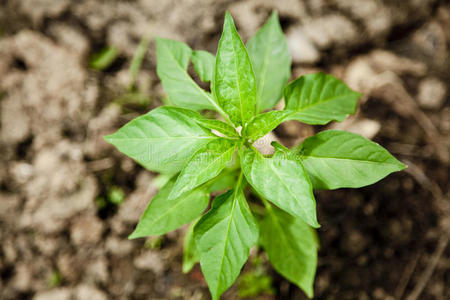 胡椒植物