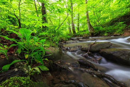 森林里绿意盎然的树叶和溪流图片