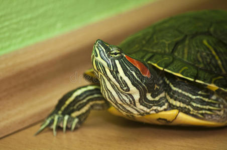红耳彩龟