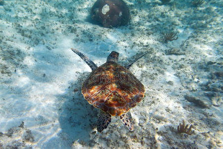 加勒比海绿海龟