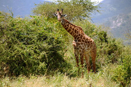 坦桑尼亚塞伦盖蒂的长颈鹿