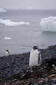 南极洲的珍图企鹅