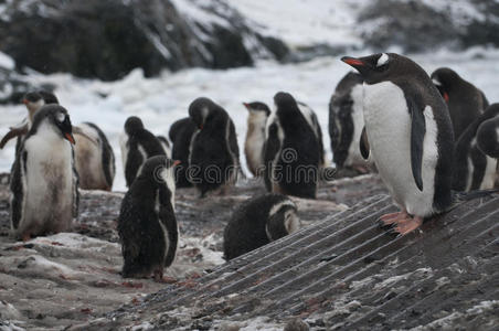 南极洲的珍图企鹅