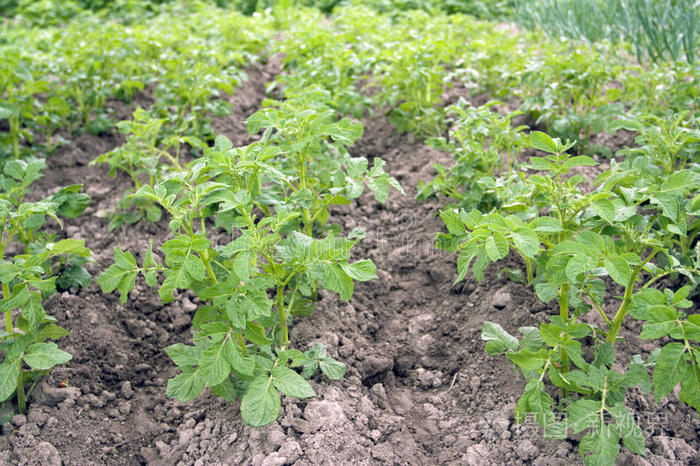 马铃薯的生长
