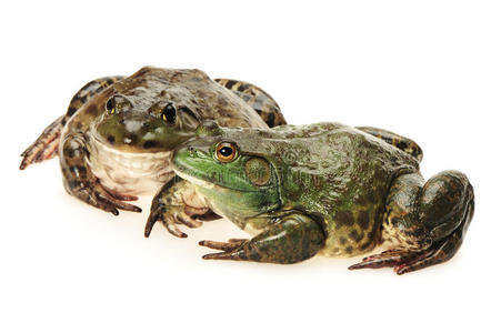 两只牛蛙图片