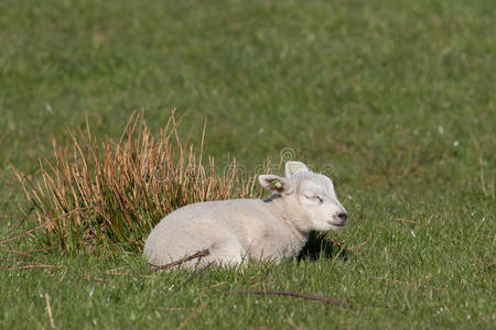 睡在草地上的小羊羔照片