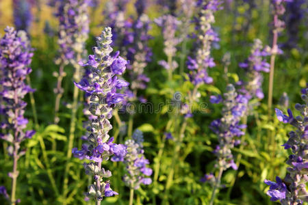 照顾 丁香花 薰衣草 颜色 花园 植物学 芳香疗法 芬芳