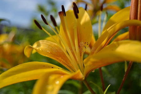 百合花