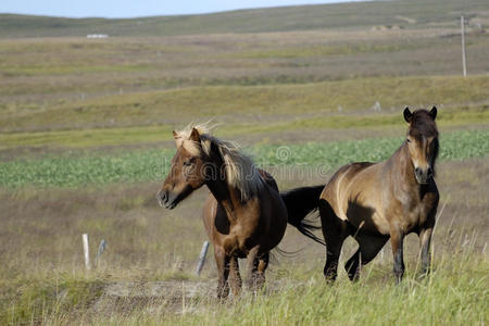 冰岛马。