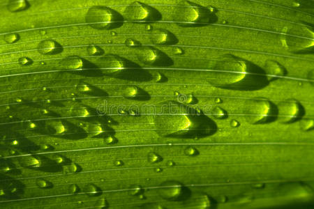 雨点落在青草上