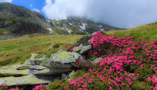 高山上的粉红杜鹃花