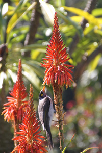 以花为食的澳大利亚鸟图片