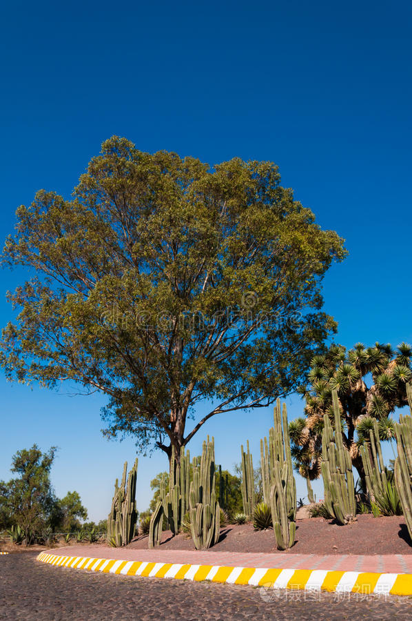 墨西哥城美丽的树和仙人掌