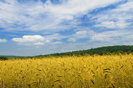 面包 谷类食品 草地 生长 乡村 农业 粮食 农田 小麦