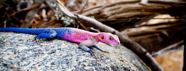 美丽的彩色的蜥蜴图片