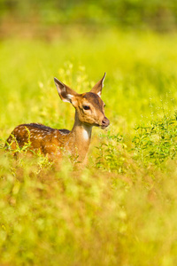 小斑鹿眨眼小鹿鹿两只小马鹿可爱的鹿鹿森林中鹿的画像鹿白尾鹿躺在