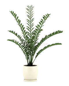 白色盆栽装饰植物图片