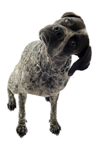德国短毛指示犬图片