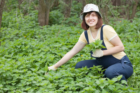 女人拾荨麻