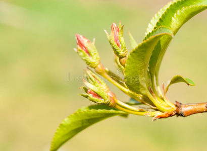 苹果野花