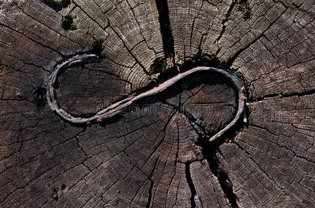 生活 老化 森林 木材 历史 过程 材料 轮廓 木柴 木板