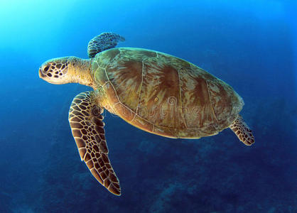 绿海龟，大堡礁，凯恩斯，澳大利亚