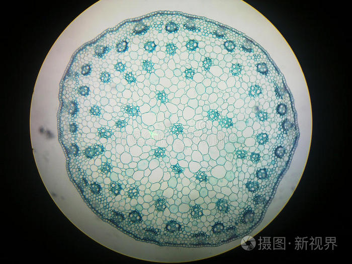 小麦茎横切轮廓图图片