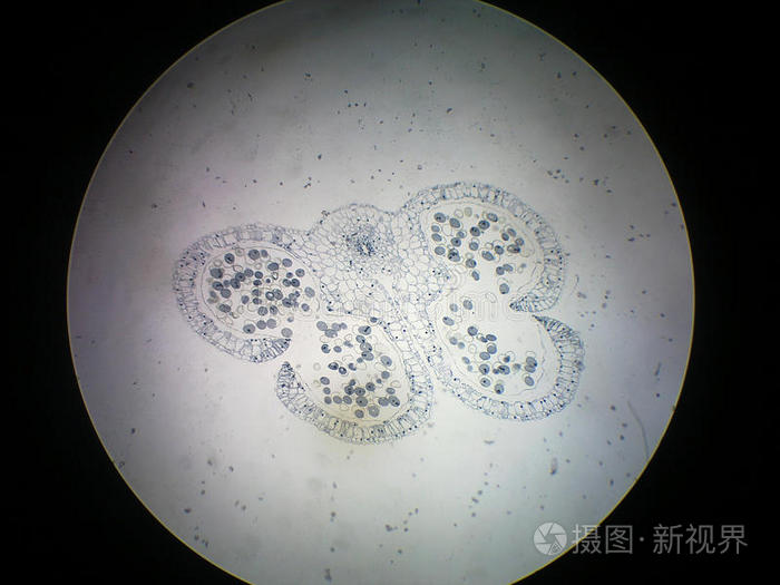 百部横切面显微简图图片
