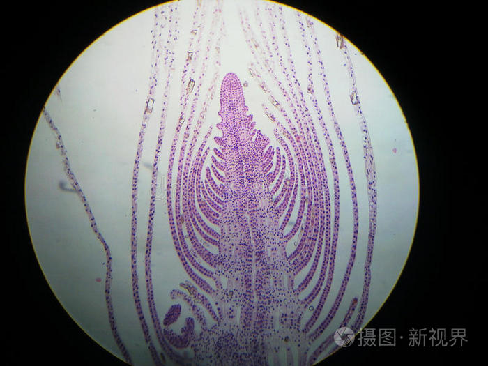 轮枝黑藻顶端分生组织