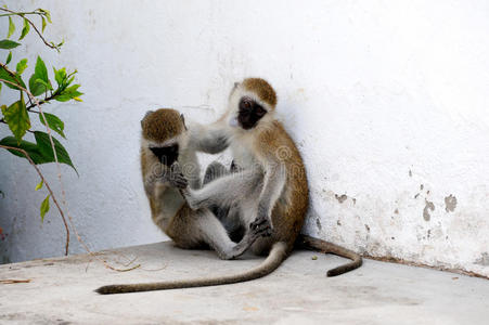 两只猴子坐着玩耍。