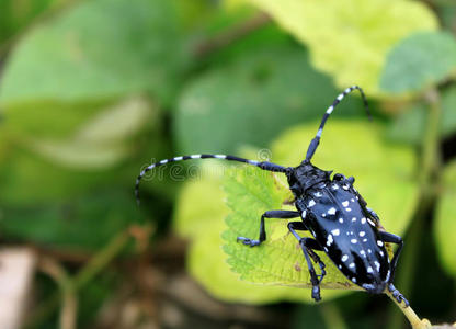 长角甲虫照片