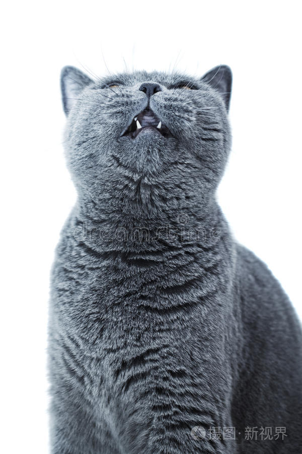 英国短毛灰猫幼仔画像